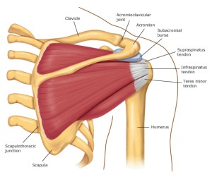shoulder anatomy jacksonville chiropractor